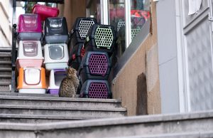 Discover Unique Container Homes: Your Next Travel Adventure Awaits!