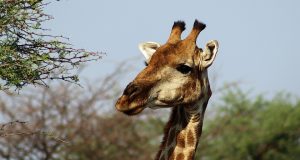 Top 10 Safari Lodges for an Unforgettable Wildlife Adventure