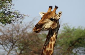 Top 10 Safari Lodges for an Unforgettable Wildlife Adventure