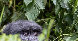 Discover the Best Jungle Retreats for an Unforgettable Escape