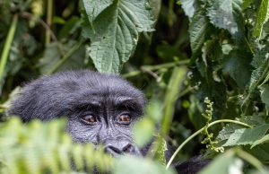 Discover the Best Jungle Retreats for an Unforgettable Escape