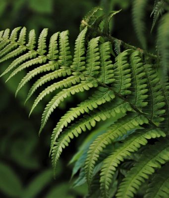 Unforgettable Ziplining in the Rainforest: A Thrilling Adventure