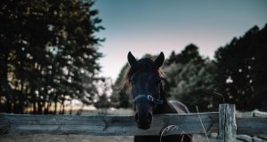 Discover the Best Farm Stays: Unique Getaways for Nature Lovers