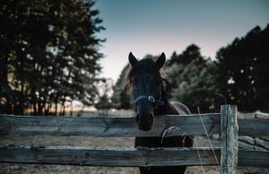 Discover the Best Farm Stays: Unique Getaways for Nature Lovers