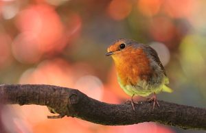 Top VRBO Rentals in Maui on the Beach: Your Ultimate Guide