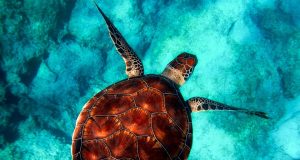 Unforgettable Adventures: Snorkeling with Turtles Around the World