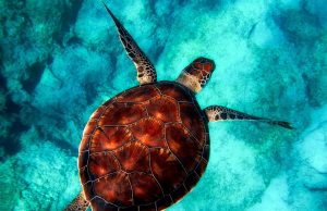 Unforgettable Adventures: Snorkeling with Turtles Around the World