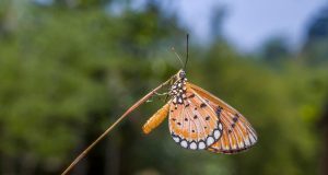 Ultimate Guide to Jungle Trekking Thailand: Explore Nature’s Wonders