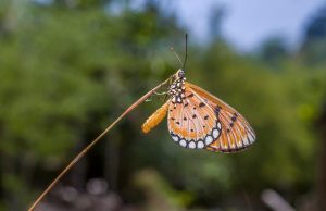 Ultimate Guide to Jungle Trekking Thailand: Explore Nature’s Wonders
