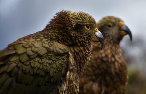 Unforgettable Vineyard Stays in New Zealand: Wine Country Escapes