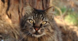 Discover the Most Charming Towns in Switzerland You Must Visit