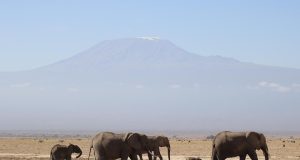 Top 10 Safari Lodges in Kenya: Unforgettable Wildlife Experiences