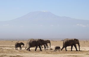Top 10 Safari Lodges in Kenya: Unforgettable Wildlife Experiences