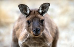 Discover Nature Walks in Kangaroo Island: A Wildlife Adventure