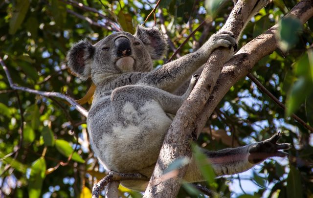 koala-4275187_960_720.jpg