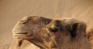 Ultimate Travel Guide to Morocco: Discover Hidden Gems & Tips