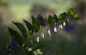 Unforgettable Diving in the Solomon Islands: A Diver’s Paradise