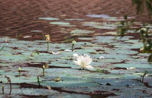 Top Wildlife Trips in Sri Lanka: Discover Nature’s Wonders