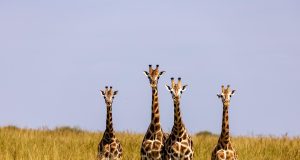 Discover the Best National Parks in Uganda: A Ultimate Travel Guide