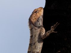 Top 10 Diving Spots in Mauritius: A Diver’s Paradise Awaits!