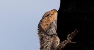 Top 10 Diving Spots in Mauritius: A Diver’s Paradise Awaits!