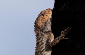 Top 10 Diving Spots in Mauritius: A Diver’s Paradise Awaits!